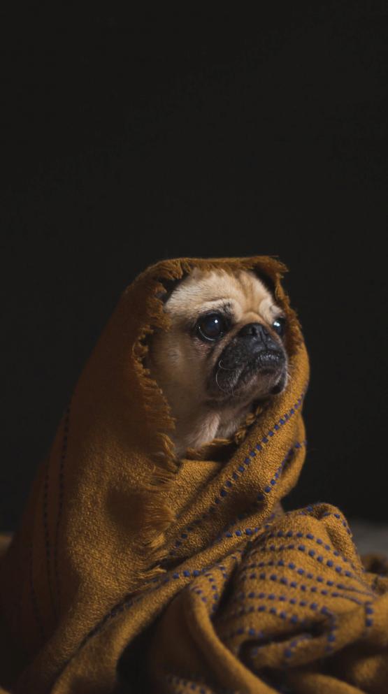 Für meinen Lieblings Hund!