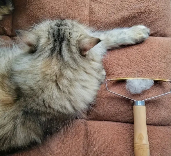 Tierhaarentferner für Katzen und Hunde
